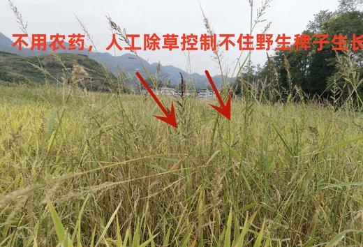 巫溪山地生态稻米施用有机肥不打农药红岩香米羊桥坝香米 商品图2