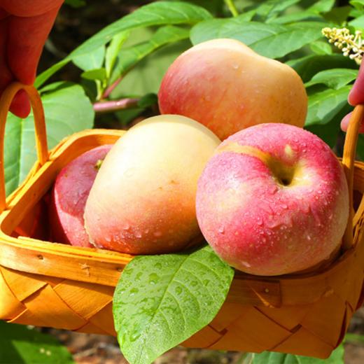 [最农公社]精品主推|陕西洛川红富士苹果脆甜多汁净重4.5斤80-85mm双节商务礼盒 商品图7