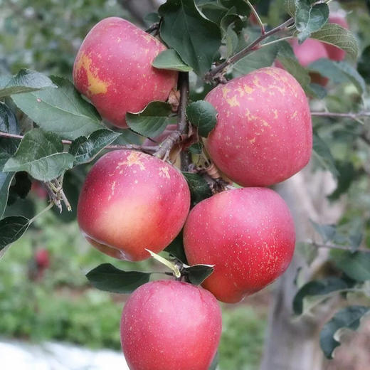 四川大凉山盐源丑苹果，糖分足，脆爽多汁，果味丰富浓郁，甜中带微果酸 商品图2