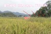 巫溪山地生态稻米施用有机肥不打农药红岩香米羊桥坝香米 商品缩略图1