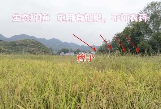 巫溪山地生态稻米施用有机肥不打农药红岩香米羊桥坝香米 商品图1