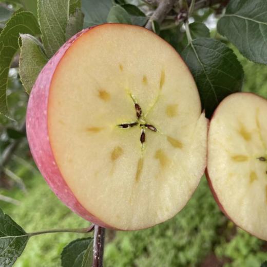 四川大凉山盐源丑苹果，糖分足，脆爽多汁，果味丰富浓郁，甜中带微果酸 商品图6