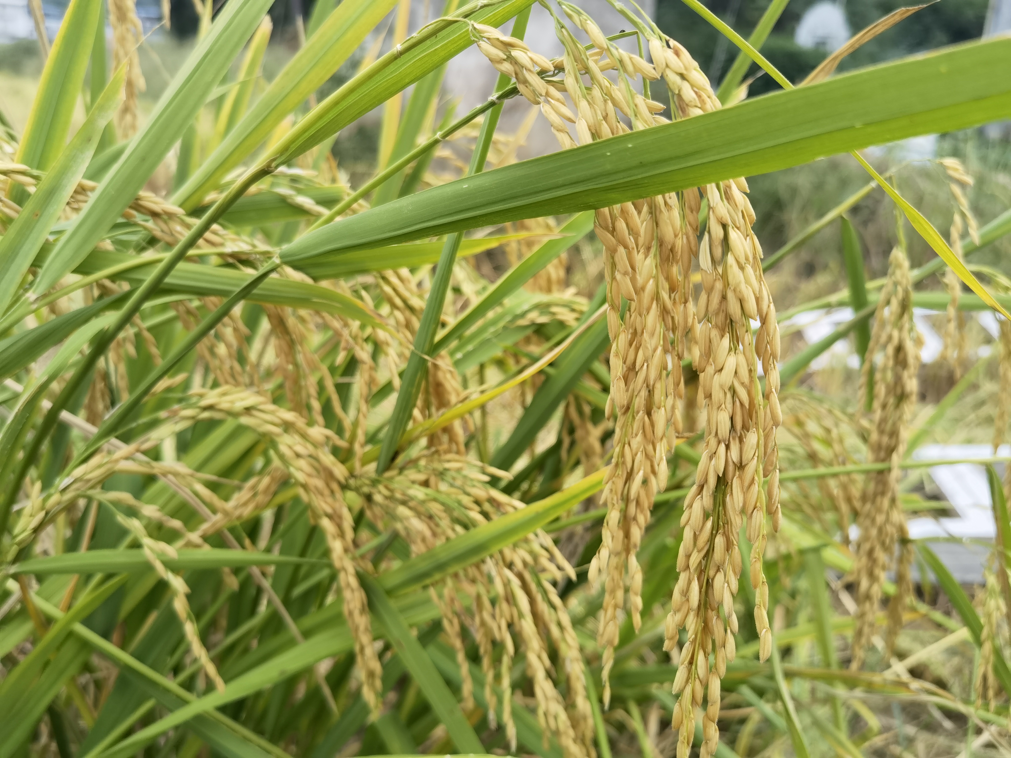 巫溪山地生态稻米施用有机肥不打农药红岩香米羊桥坝香米