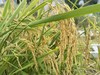 巫溪山地生态稻米施用有机肥不打农药红岩香米羊桥坝香米 商品缩略图0