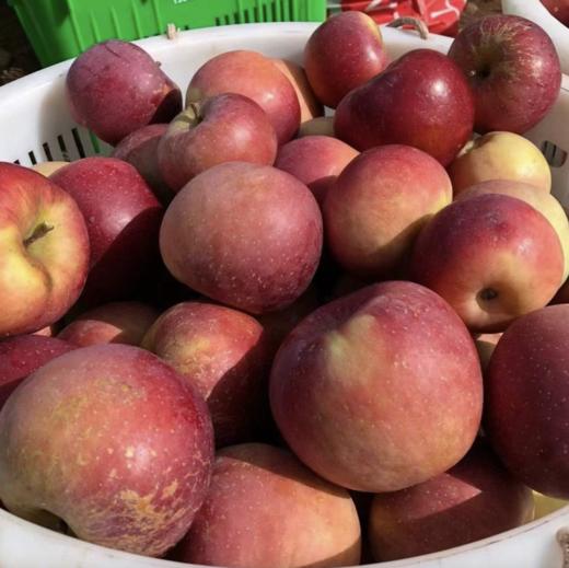 四川大凉山盐源丑苹果，糖分足，脆爽多汁，果味丰富浓郁，甜中带微果酸 商品图7