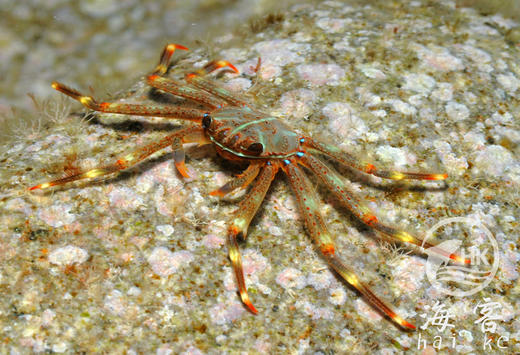 闪电蟹 商品图1