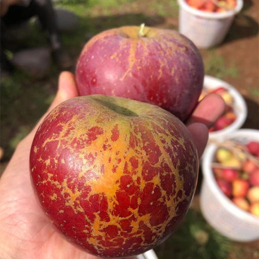 四川大凉山盐源丑苹果，糖分足，脆爽多汁，果味丰富浓郁，甜中带微果酸 商品图1