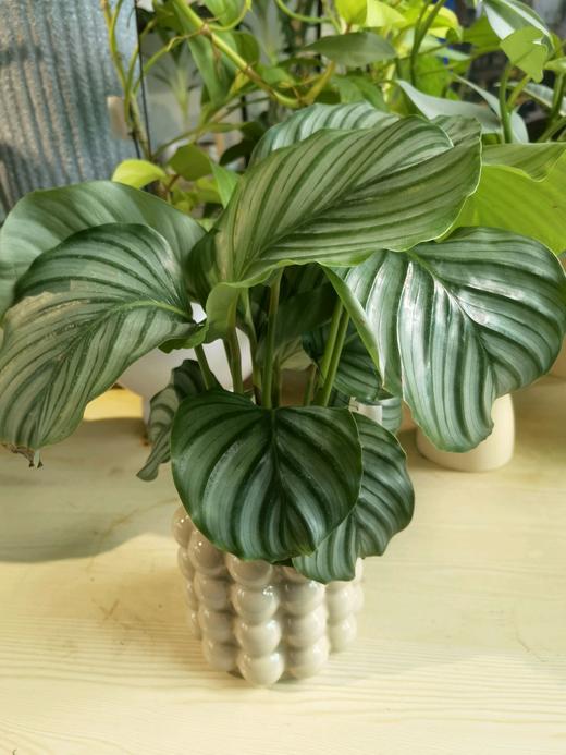 白圆球青苹果竹芋 商品图0