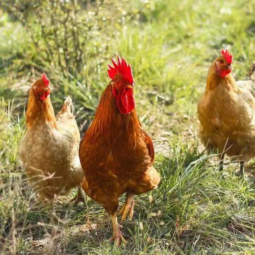 农家散养粮食鸡新鲜现宰冷冻锁鲜配送（送优质枸杞1袋） 商品图3