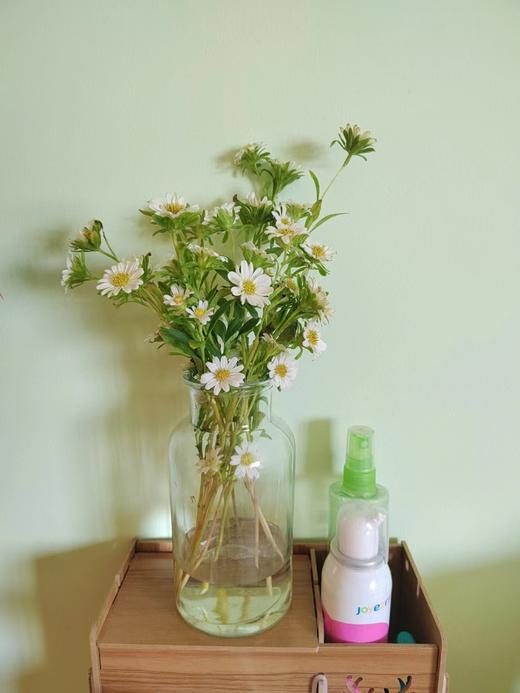 迷你菊 商品图1