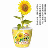 【荣民】XM353 星梦小花匠 迷你可爱盆栽小盆景 植物种子种植 培养孩子动手能力 商品缩略图2