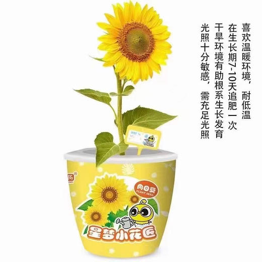 【荣民】XM353 星梦小花匠 迷你可爱盆栽小盆景 植物种子种植 培养孩子动手能力 商品图2