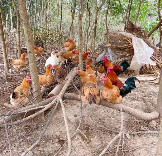 农家散养粮食鸡新鲜现宰冷冻锁鲜配送（送优质枸杞1袋） 商品图2