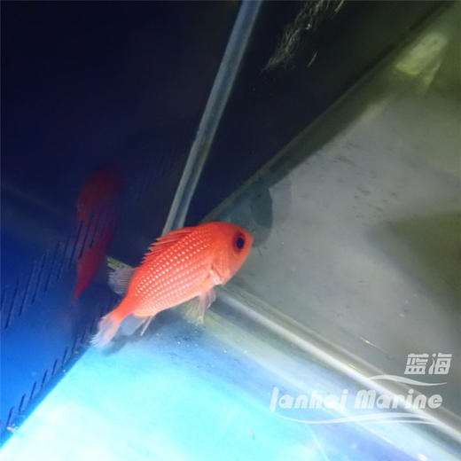 日本牛眼鱼 商品图1
