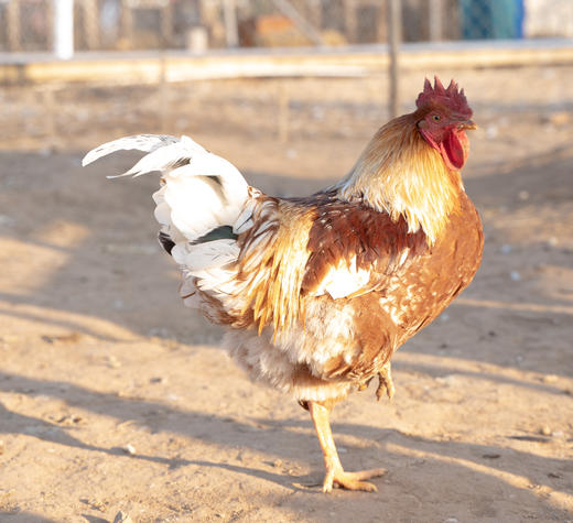 【山林散养】山林自由散养柴鸡（限京津冀包邮） 商品图0