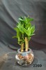 玻璃圆球富贵竹 商品缩略图0