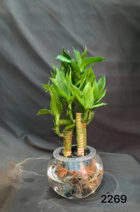 玻璃圆球富贵竹