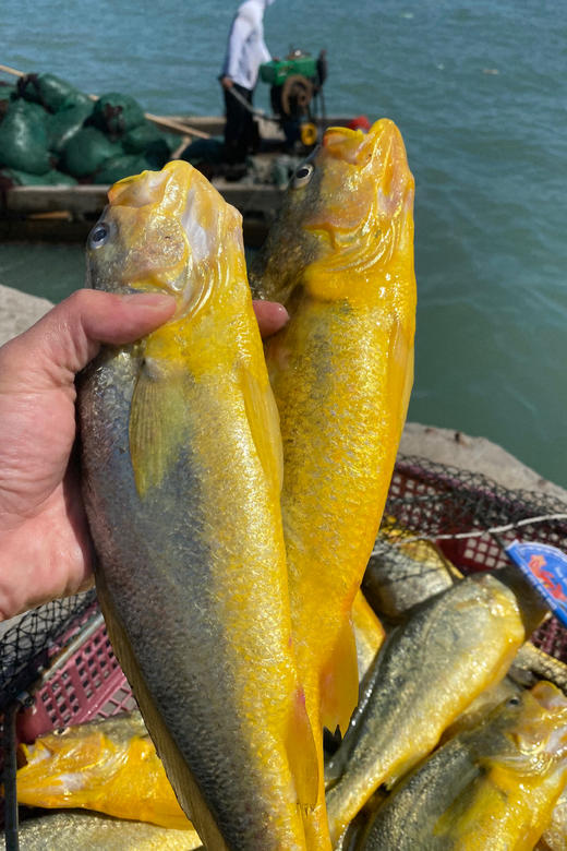 & 新鲜上岸的深海大黄花鱼‼又鲜又嫩👍🏻补脑黄金鱼！【活冻】 商品图7