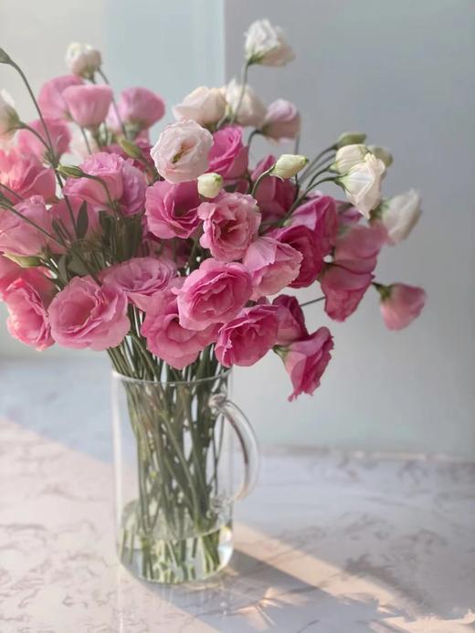 洋桔梗（三枝）颜色随机酒红色/粉色/白色 商品图4