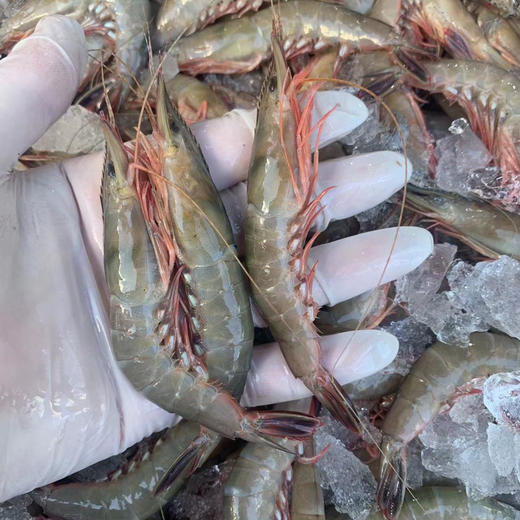 〔象山码头直发包邮17〕码头海鲜野生梭子蟹/鲳鱼/带鱼/深海黄鱼/野生花蛤/海钓鲷鱼/红膏青蟹/芒种虾皮/带膏小管/泥蛏子/斑节虾/翡翠鲍鱼/章鱼/琵琶虾/皮皮虾/小船红虾/墨鱼干 商品图8