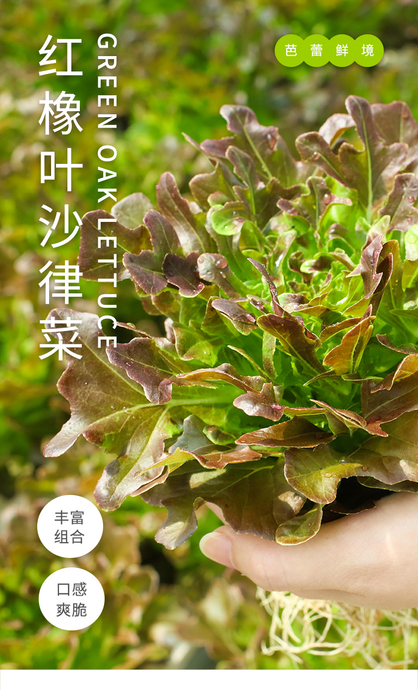 红橡叶生菜
