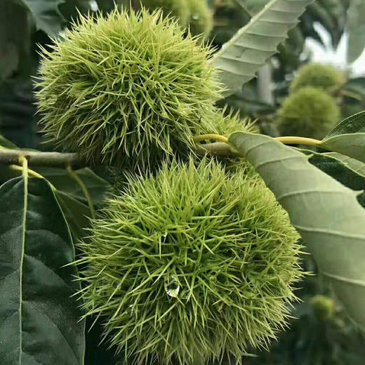 绘甜迁西板栗 商品图6