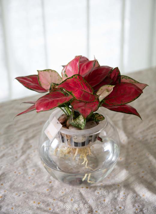 玻璃瓶水培红颜 商品图0