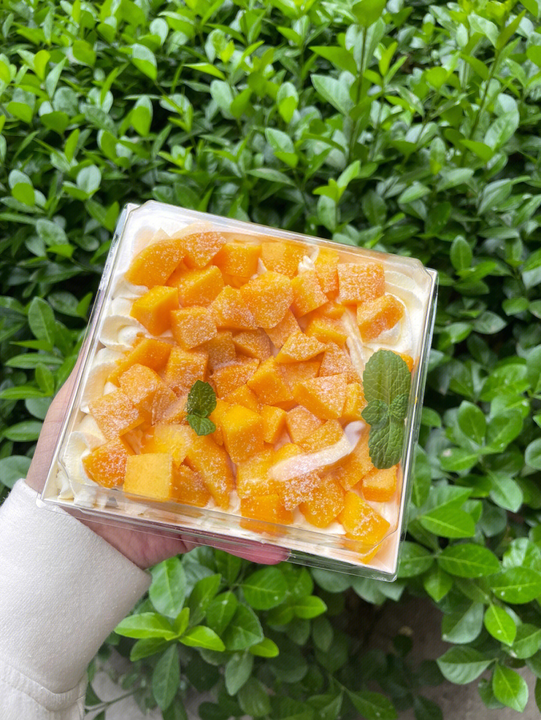 芒果奶油盒子