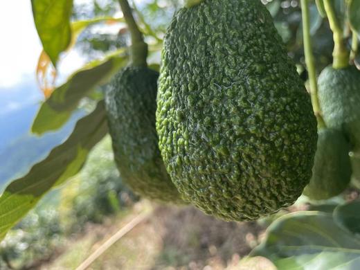 云南牛油果 商品图1