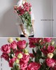 洋桔梗（三枝）颜色随机酒红色/粉色/白色 商品缩略图3