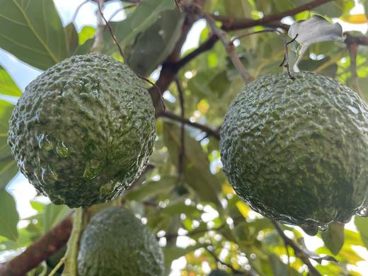 云南牛油果 商品图2