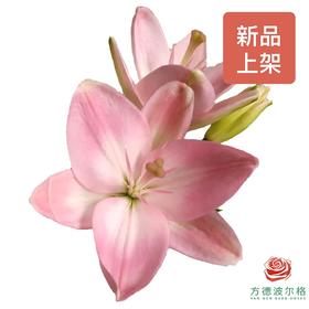 百合-小粉仙二头 轻微香味 5枝一扎