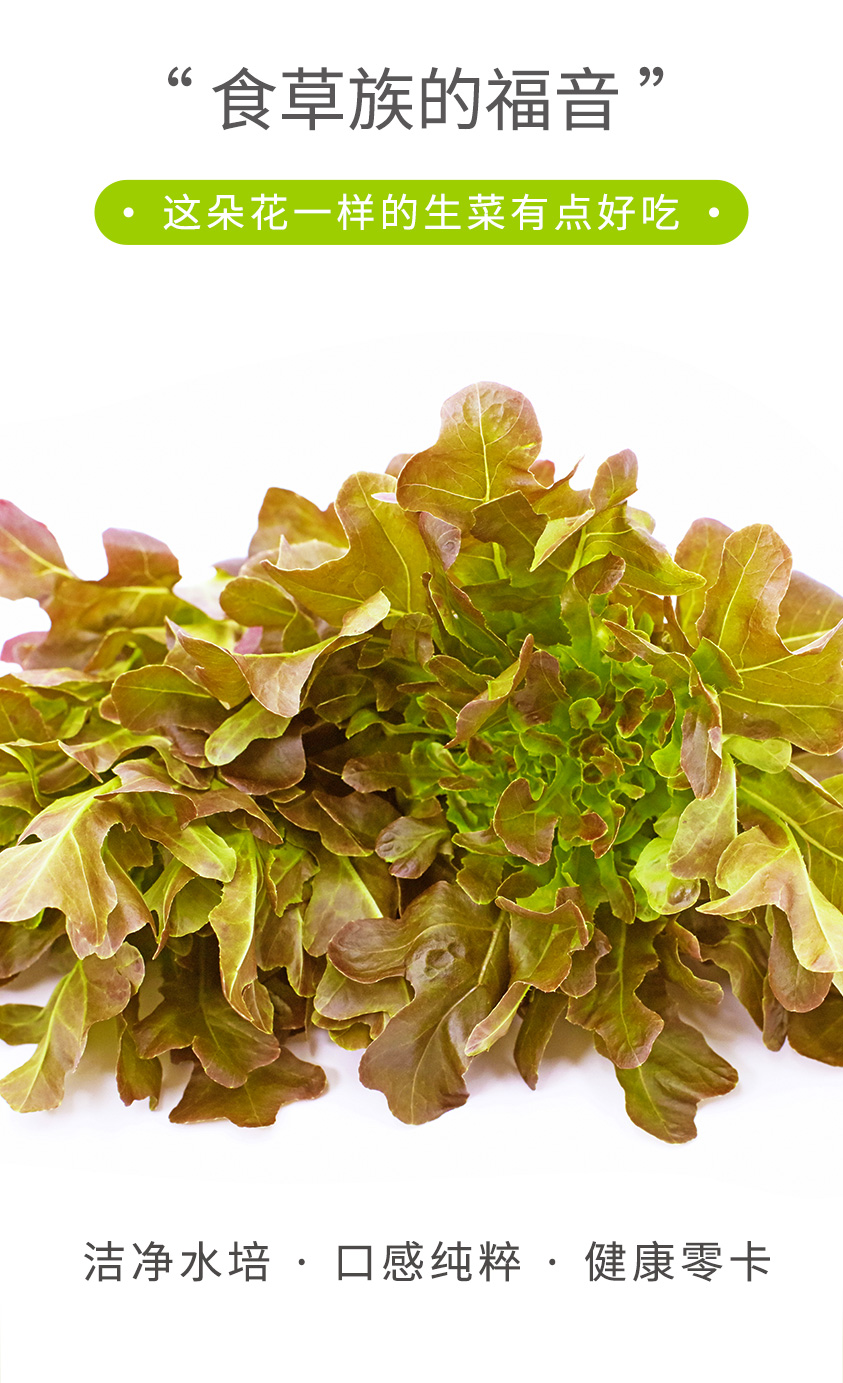 红橡叶生菜