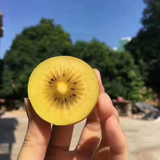 云南黄心猕猴桃 商品图3