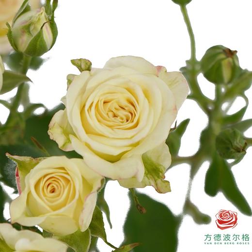 美凌10枝一扎 商品图2