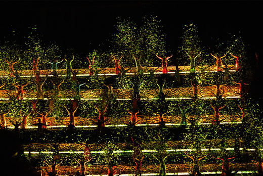 【五一华为专团】双遗武夷山、探索天游峰、漫步大红袍、秀丽九曲溪动车四日游 商品图13