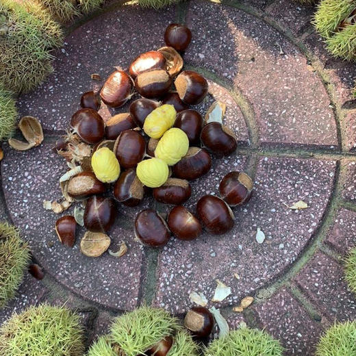 绘甜迁西板栗 商品图10