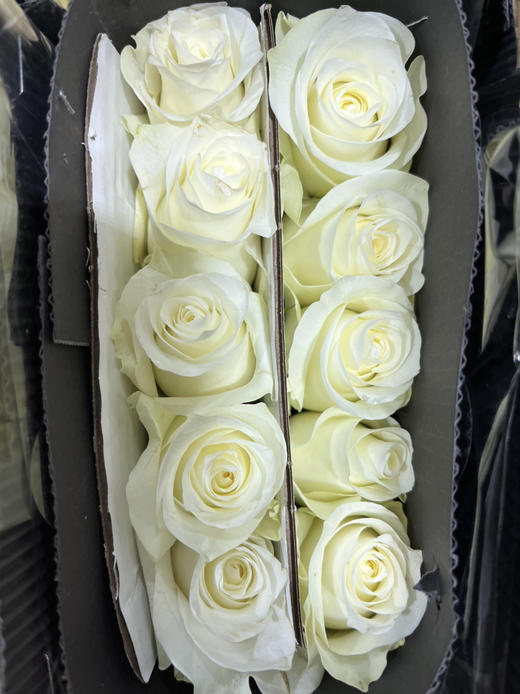 国产玫瑰-【骄傲】 商品图1