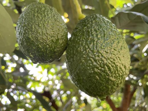 云南牛油果 商品图0