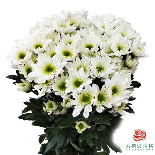 多头小菊 法斯托 商品图0