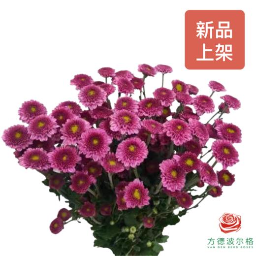 多头小菊 紫妍 商品图0