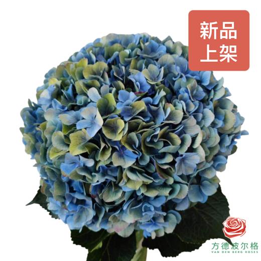 市场绣球 景泰蓝 1枝 商品图0