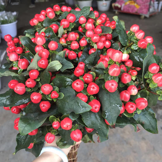 火龙珠.四方豆 商品图1