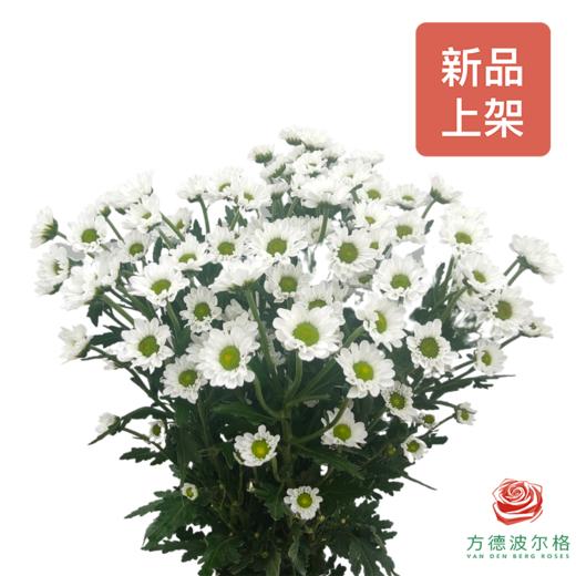 市场自采多头小菊 凯蒂白 商品图0