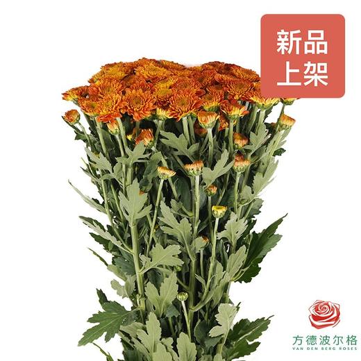 小菊 都市 商品图0