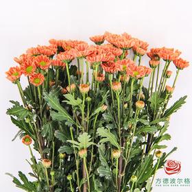 多头小菊 吉姆橙