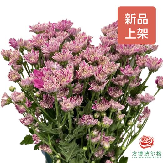 多头小菊 粉琉璃 商品图0