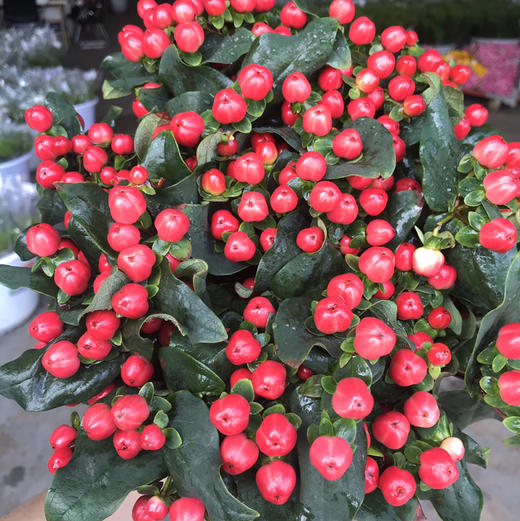 火龙珠.四方豆 商品图2