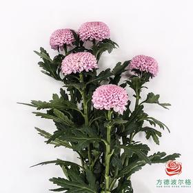 乒乓菊-粉 5枝一扎