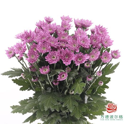 多头小菊 安葵 商品图0